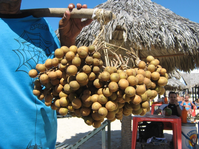 Pitomba Fruit (Talisia esculenta)