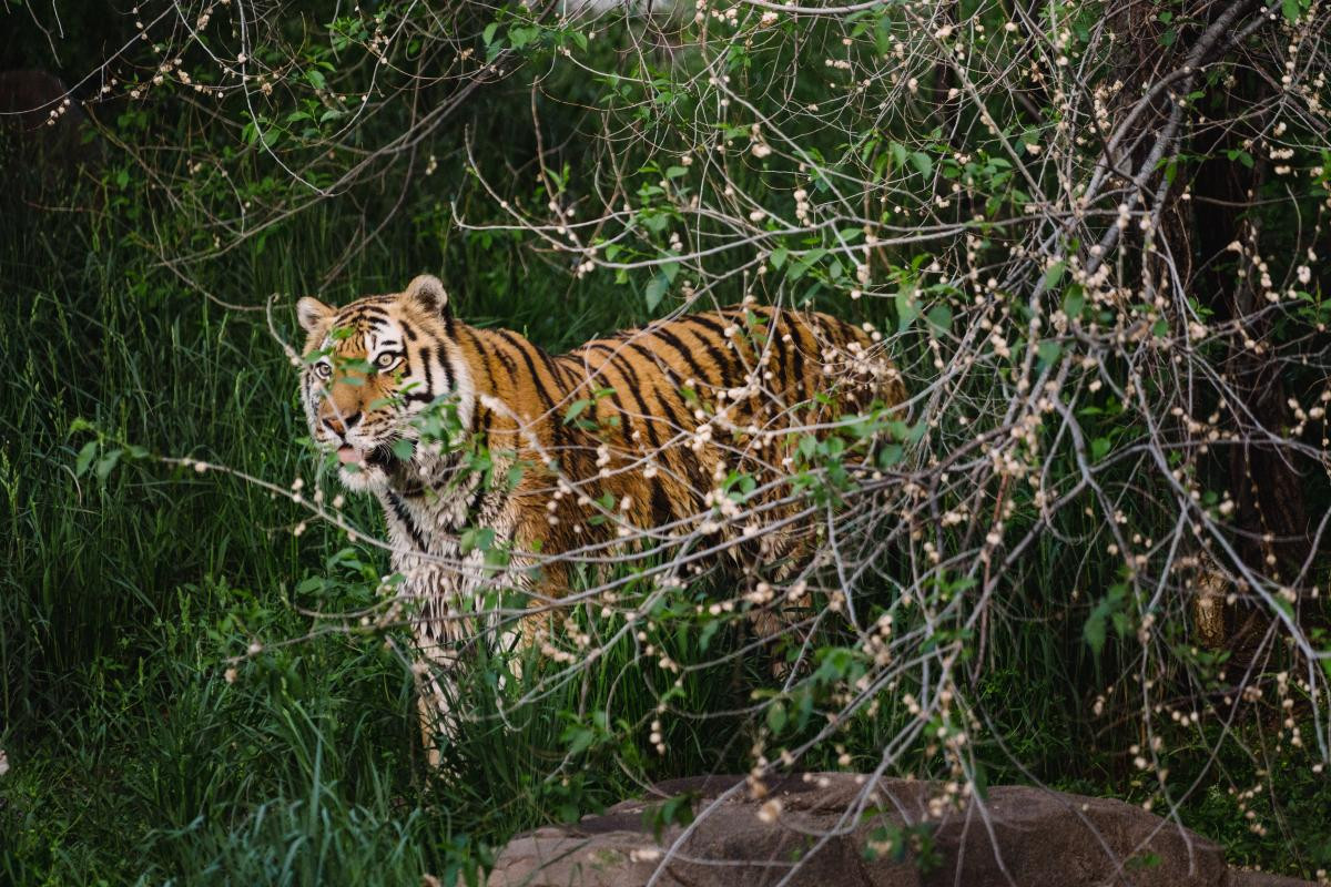 Roaring tiger at Utah's Hogle Zoo habitat