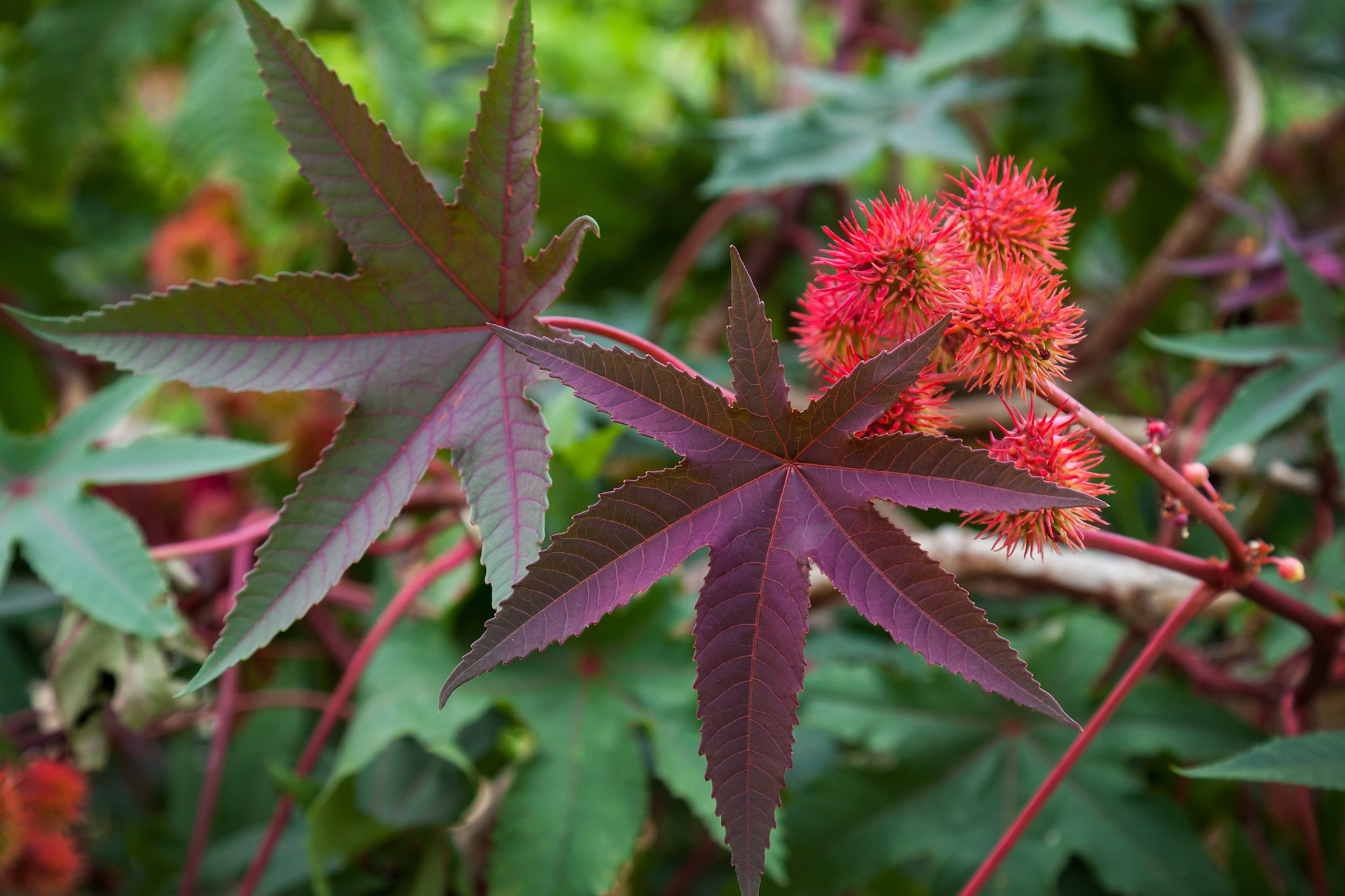 Illustration of Ricinus communis (Castor Oil Plant), emphasizing its unique leaf and seed structure, symbolizing nature's design and the potential for botanical studies