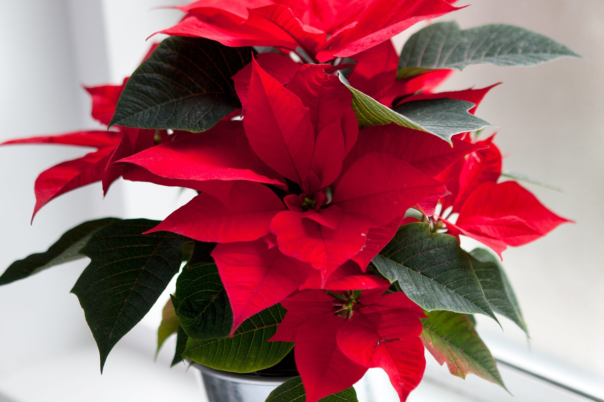 Collection of Euphorbia pulcherrima, showcasing a variety of colors and forms, ideal for holiday decorations, representing festive cheer and botanical artistry