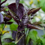 Purple basil leaves add a splash of color and flavor to any garden, offering a unique twist on traditional basil.