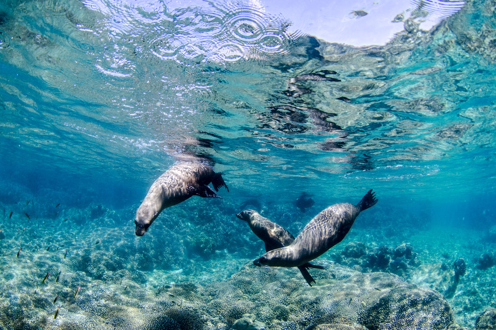 Sea Lions Swimming Off Baja California Sur, Mexico for a family spring break trip