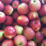 Assortment of fresh fruits and vegetables at a family farm store