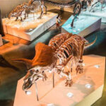 Dinosaur Skeleton In The Houston Museum Of Natural Science