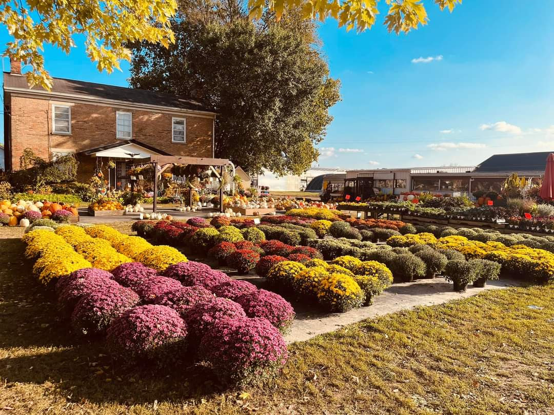 The Browns Family Farm is a great destination for families with diverse age groups, it offers activities that appeal to all ages, creating a memorable experience for everyone