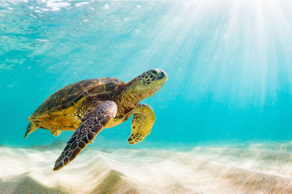 Sea Turtle Swimming Underwater In The Galapagos Island for a family spring break trip