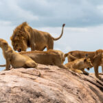 Lion pride showcasing pride dynamics and the roles of lions with a group sitting on a rock roaring