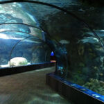 A glass aquarium tunnel at the Omaha Zoo and Aquarium.
