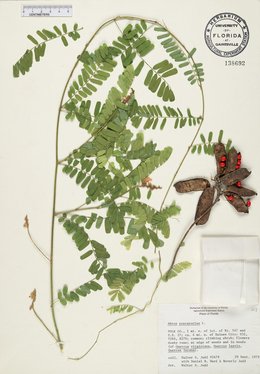 herbarium specimen of rosary pea plant