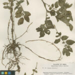 Potato specimen