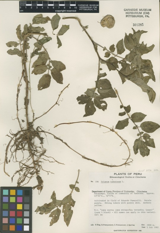 Potato specimen