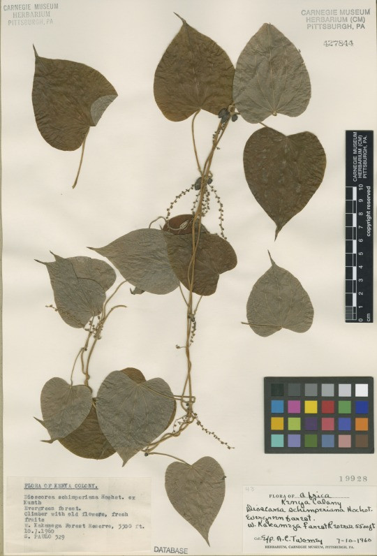 Yam specimen